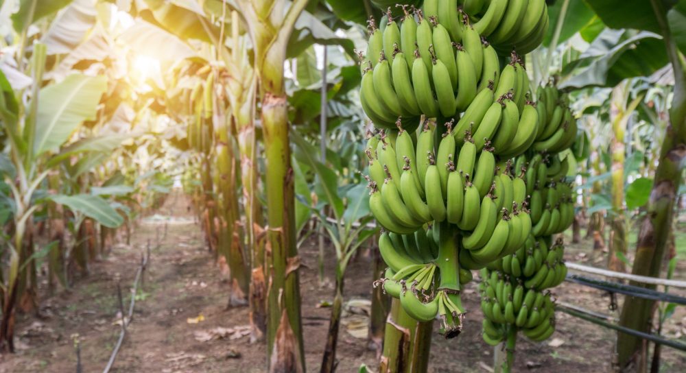 Three Tools Commonly Used on Banana Plantations